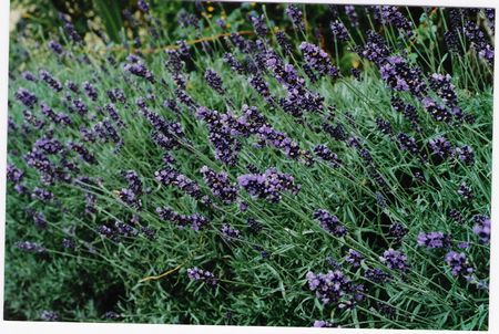 Blue English Lavender